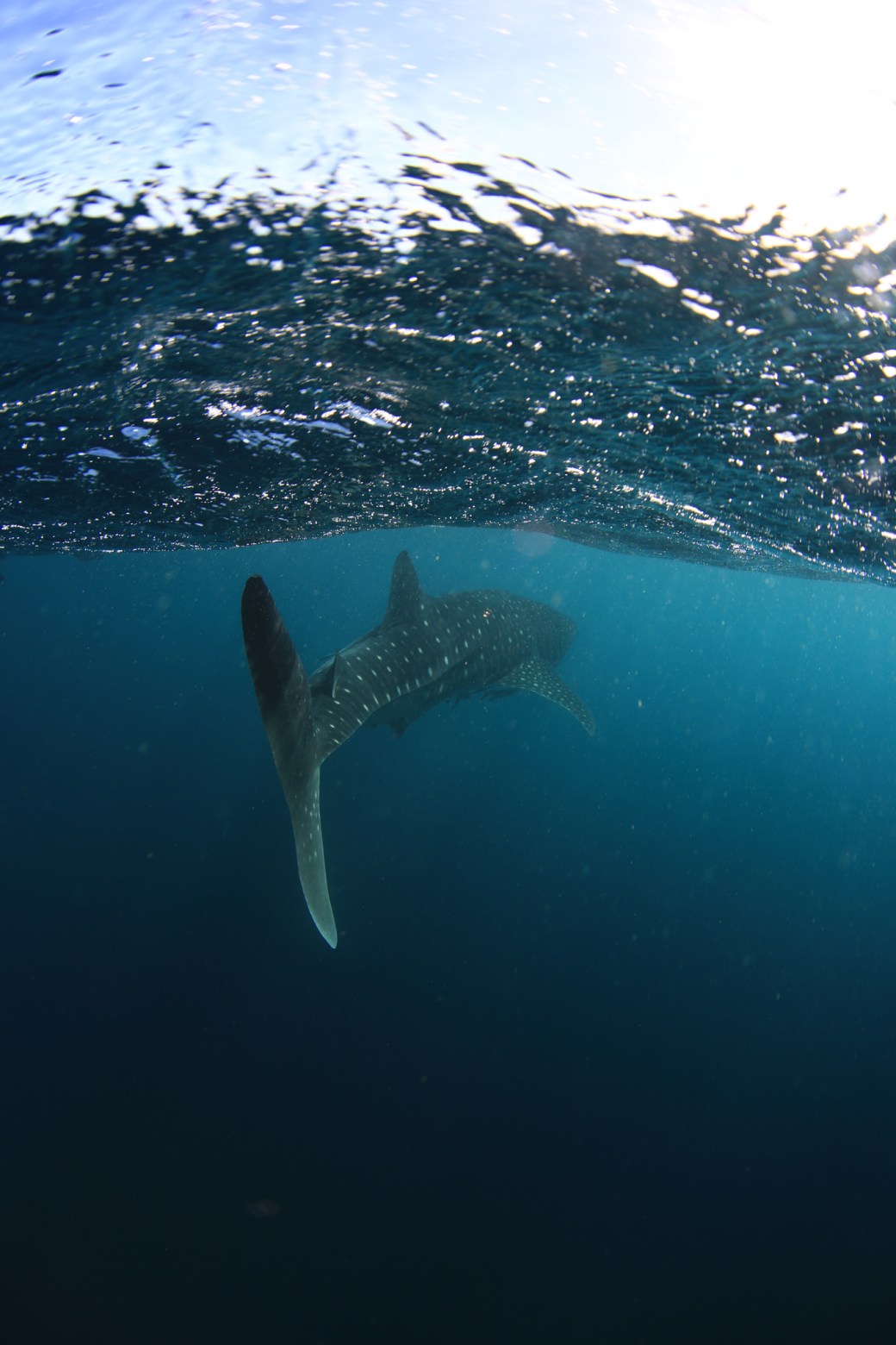 ningaloo blue -blue media- whale shark tour-66